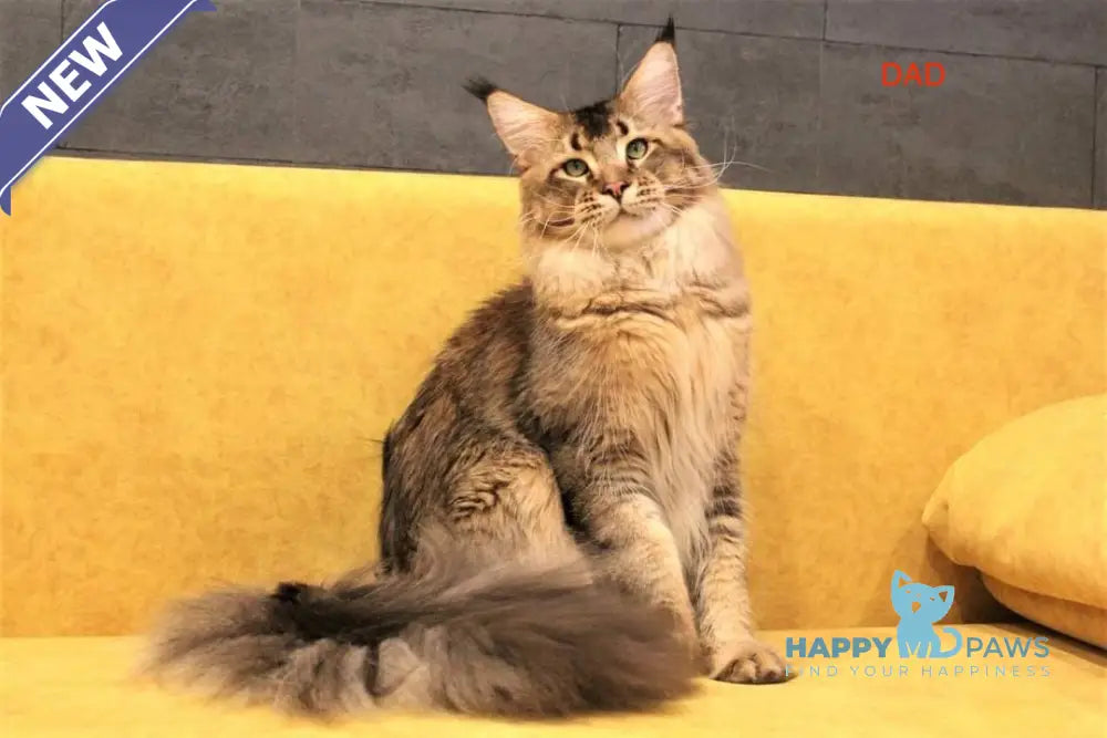 Essentuki Maine Coon female black tortie ticked tabby live animals