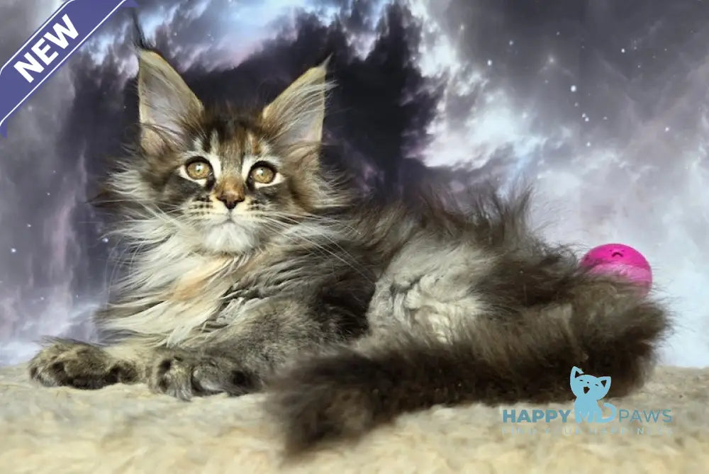Essentuki Maine Coon female black tortie ticked tabby live animals