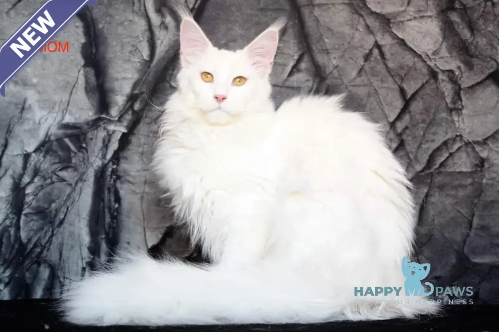 Essentuki Maine Coon female black tortie ticked tabby live animals