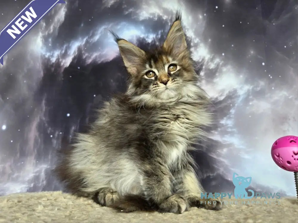 Essentuki Maine Coon female black tortie ticked tabby live animals