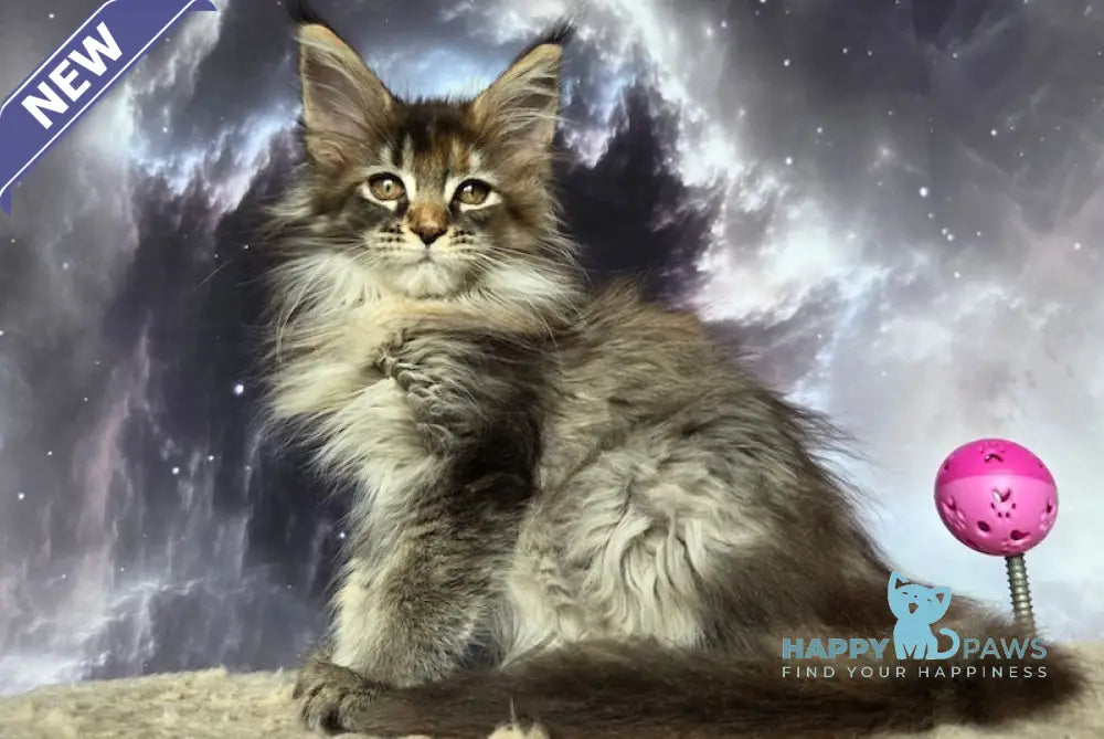Essentuki Maine Coon female black tortie ticked tabby live animals