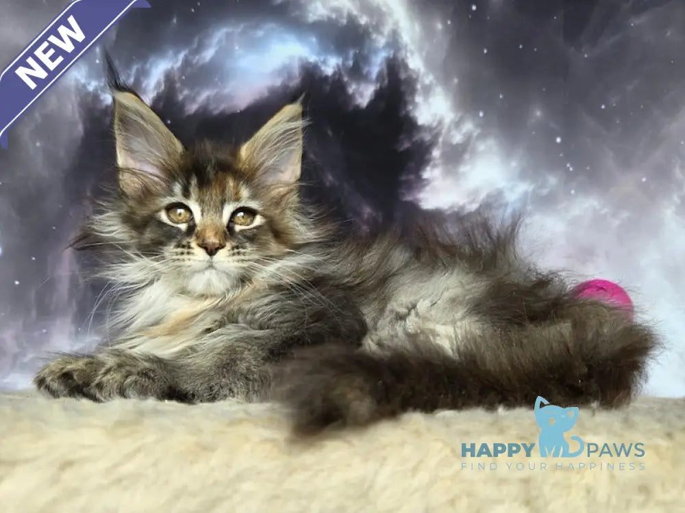 Essentuki Maine Coon female black tortie ticked tabby live animals