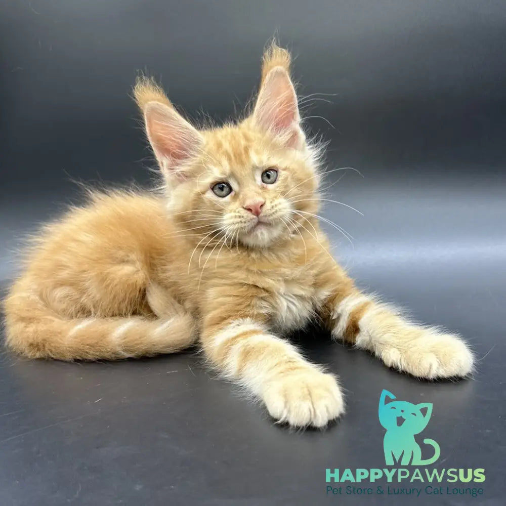 Estel Maine Coon male red - live animals