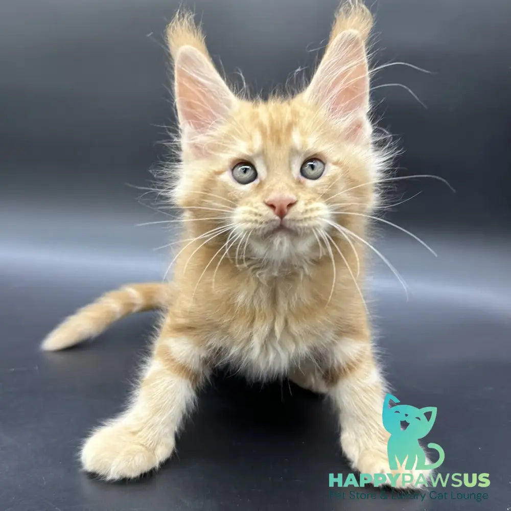 Estel Maine Coon male red - live animals