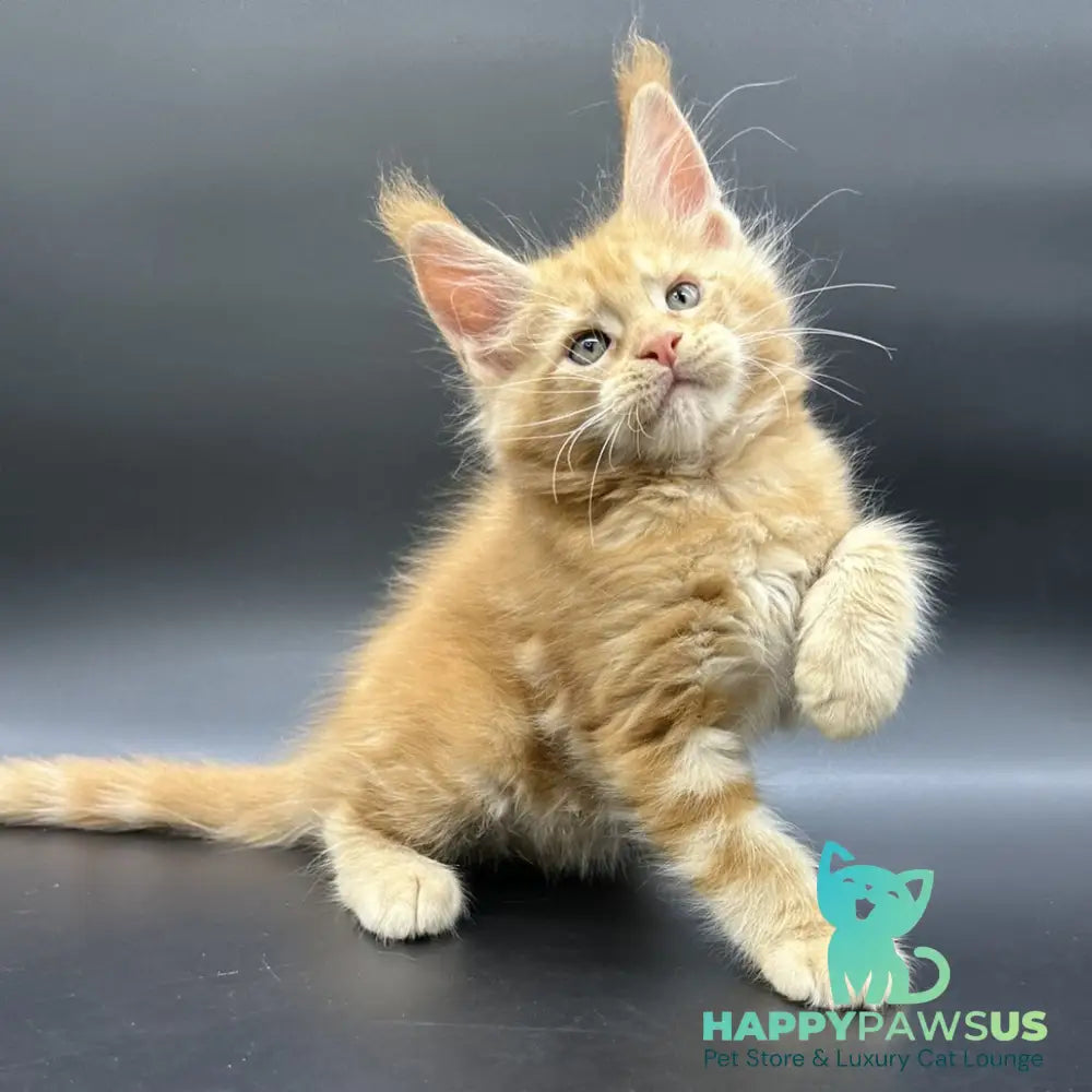 Estel Maine Coon male red - live animals