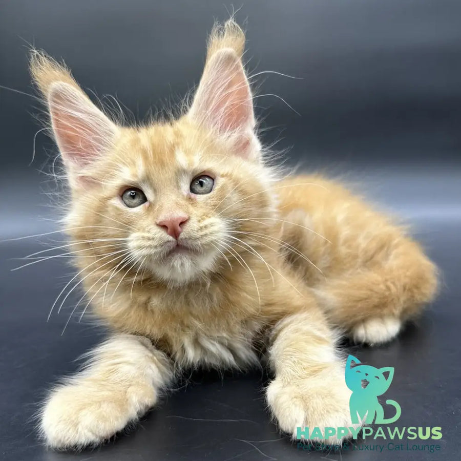 Estel Maine Coon male red - live animals