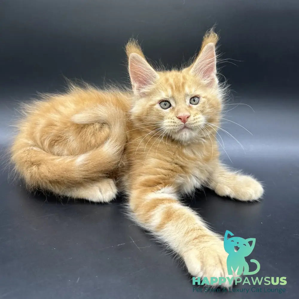 Estel Maine Coon male red - live animals