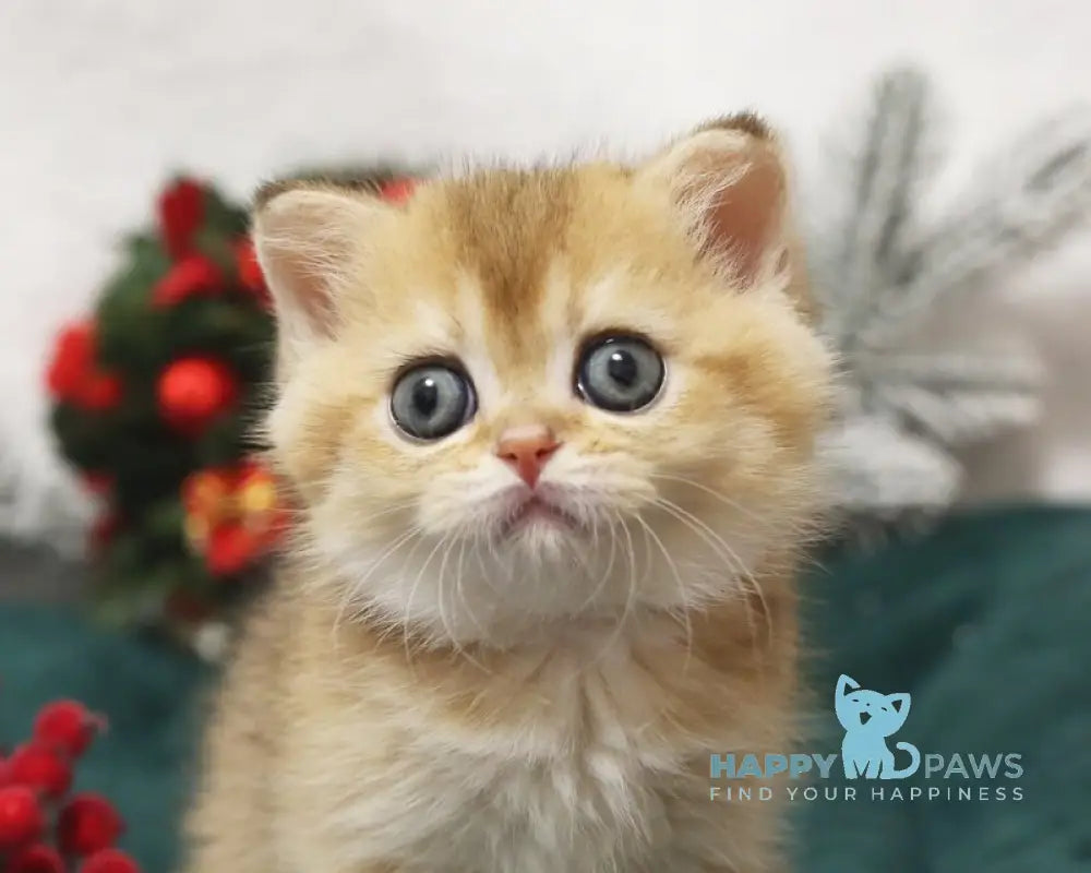 Estell Scottish Straight female black golden shaded live animals