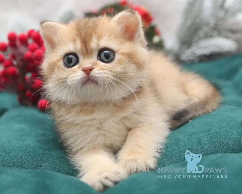 Estell Scottish Straight female black golden shaded live animals