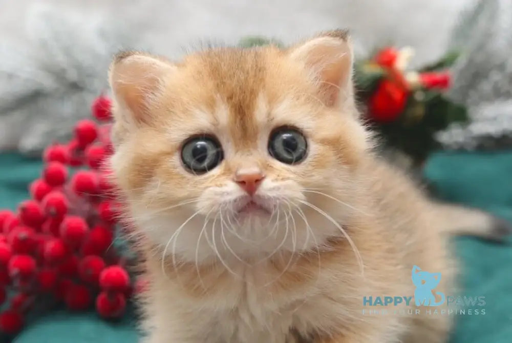 Estell Scottish Straight female black golden shaded live animals