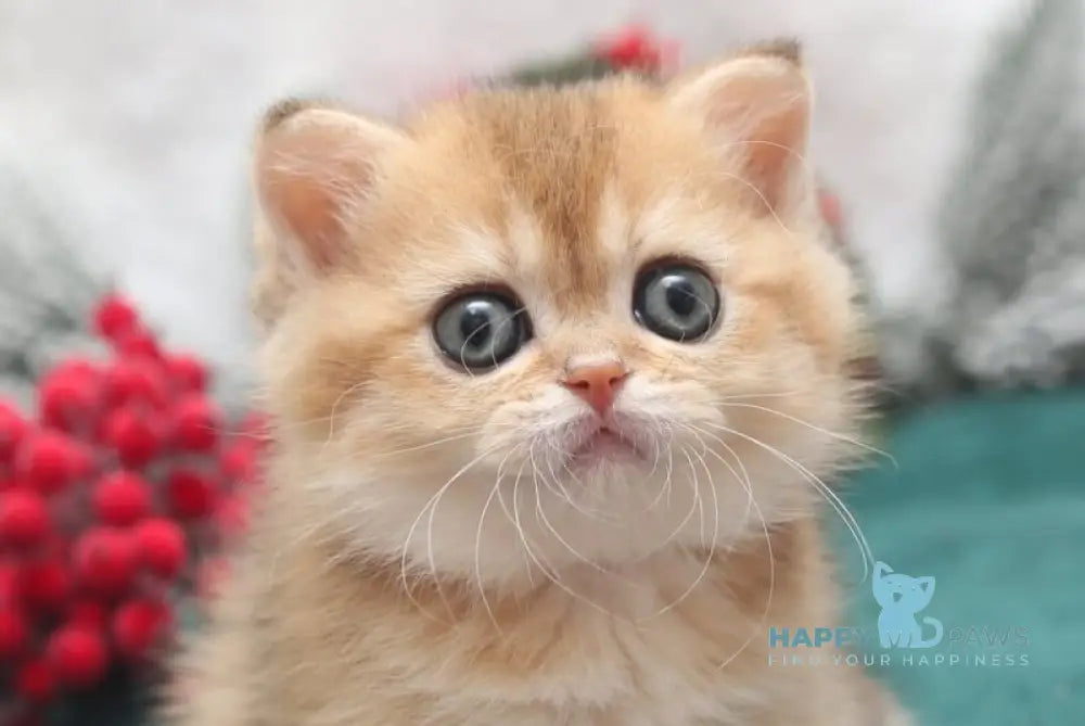 Estell Scottish Straight female black golden shaded live animals