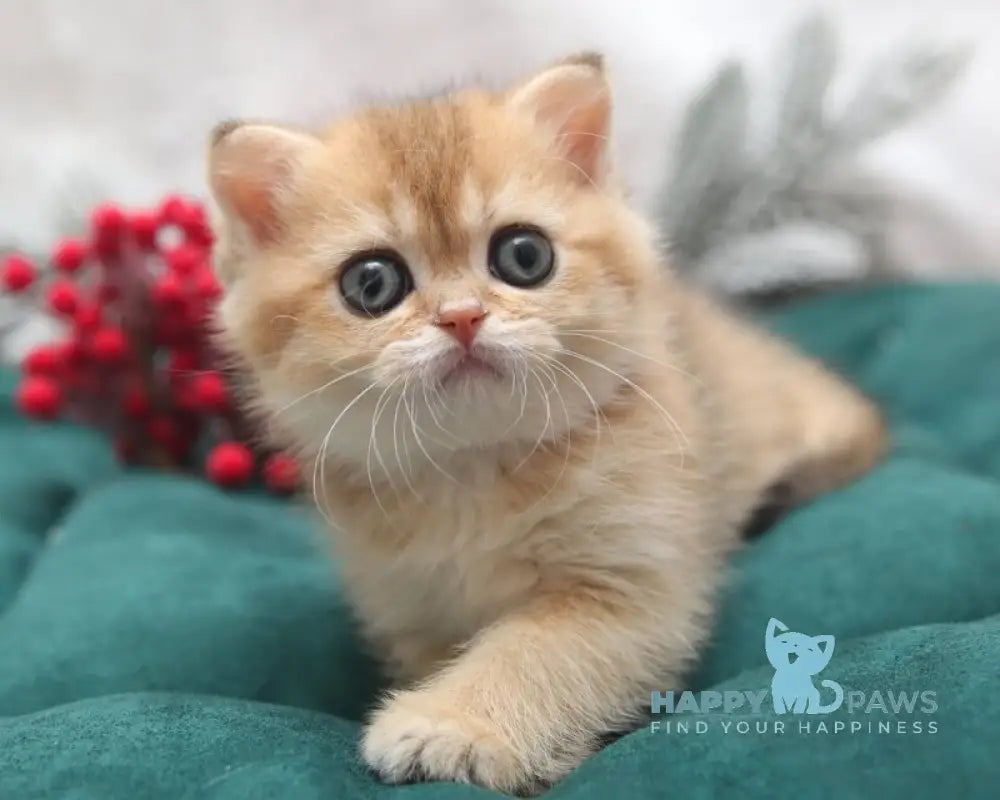 Estell Scottish Straight female black golden shaded live animals