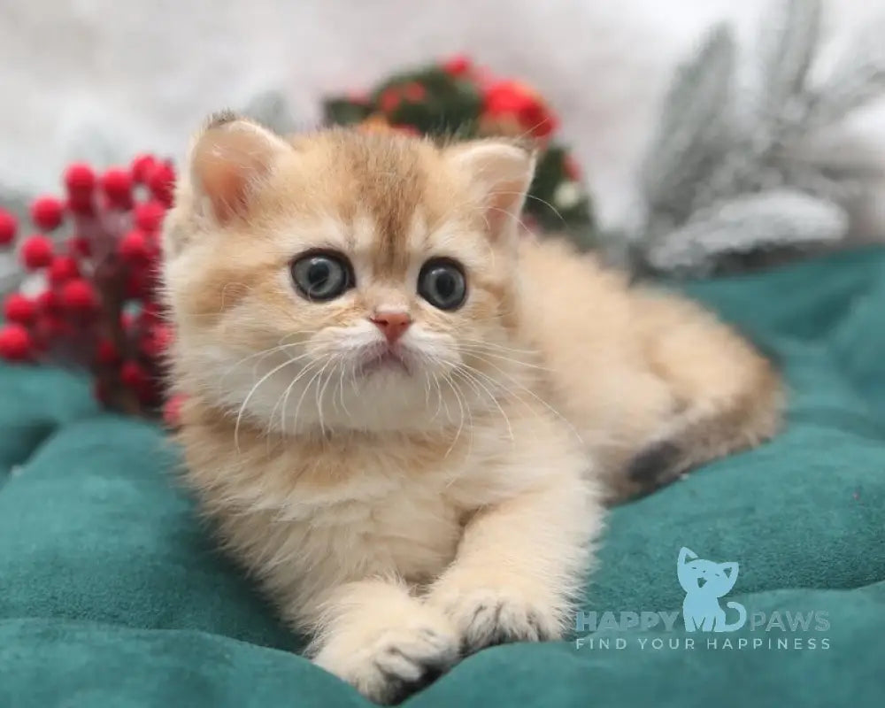 Estell Scottish Straight female black golden shaded live animals