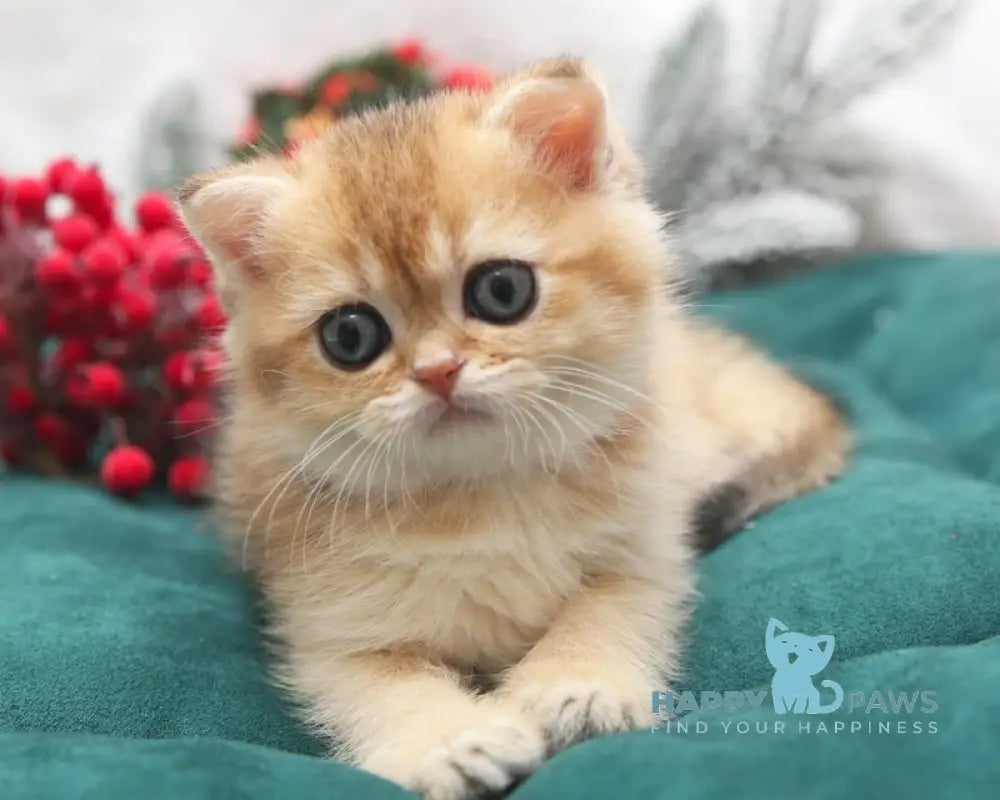 Estell Scottish Straight female black golden shaded live animals