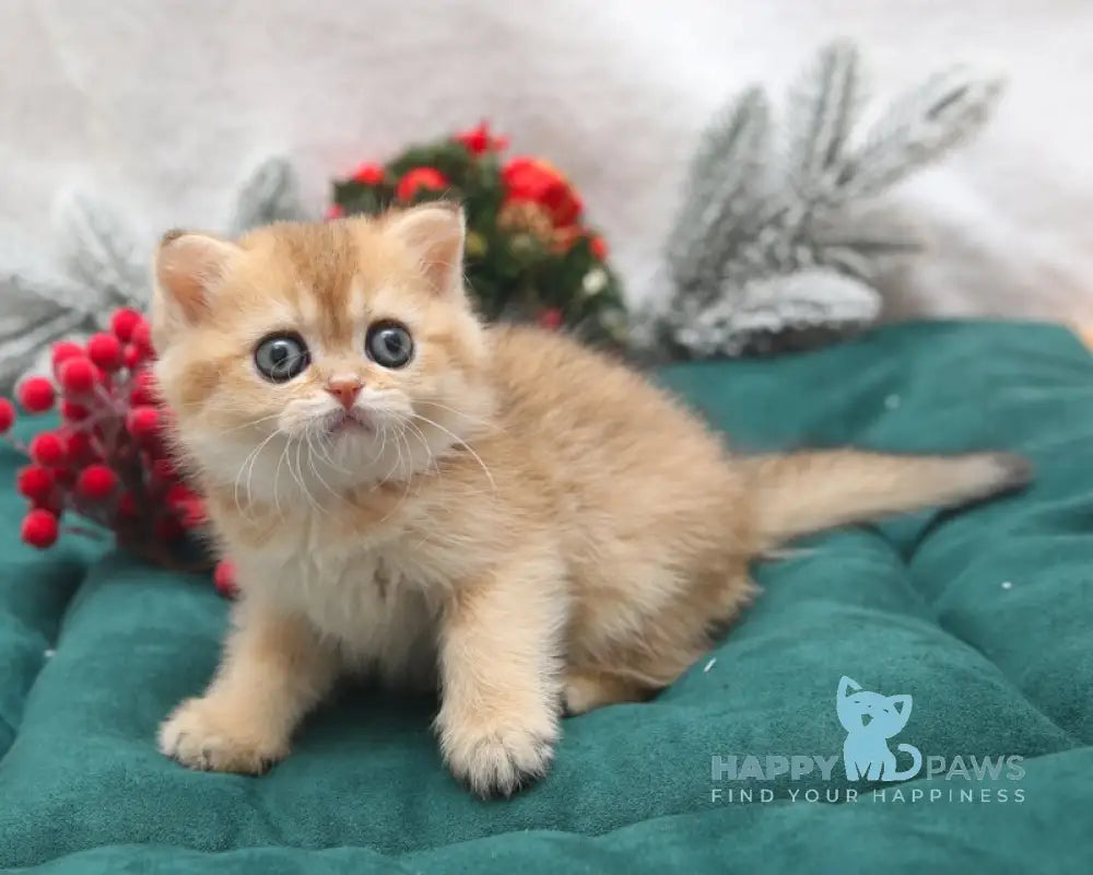 Estell Scottish Straight female black golden shaded live animals