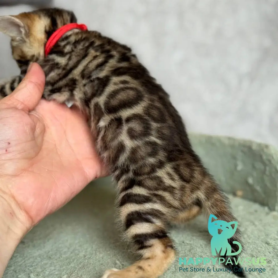 Estella Bengal female black spotted tabby - live animals