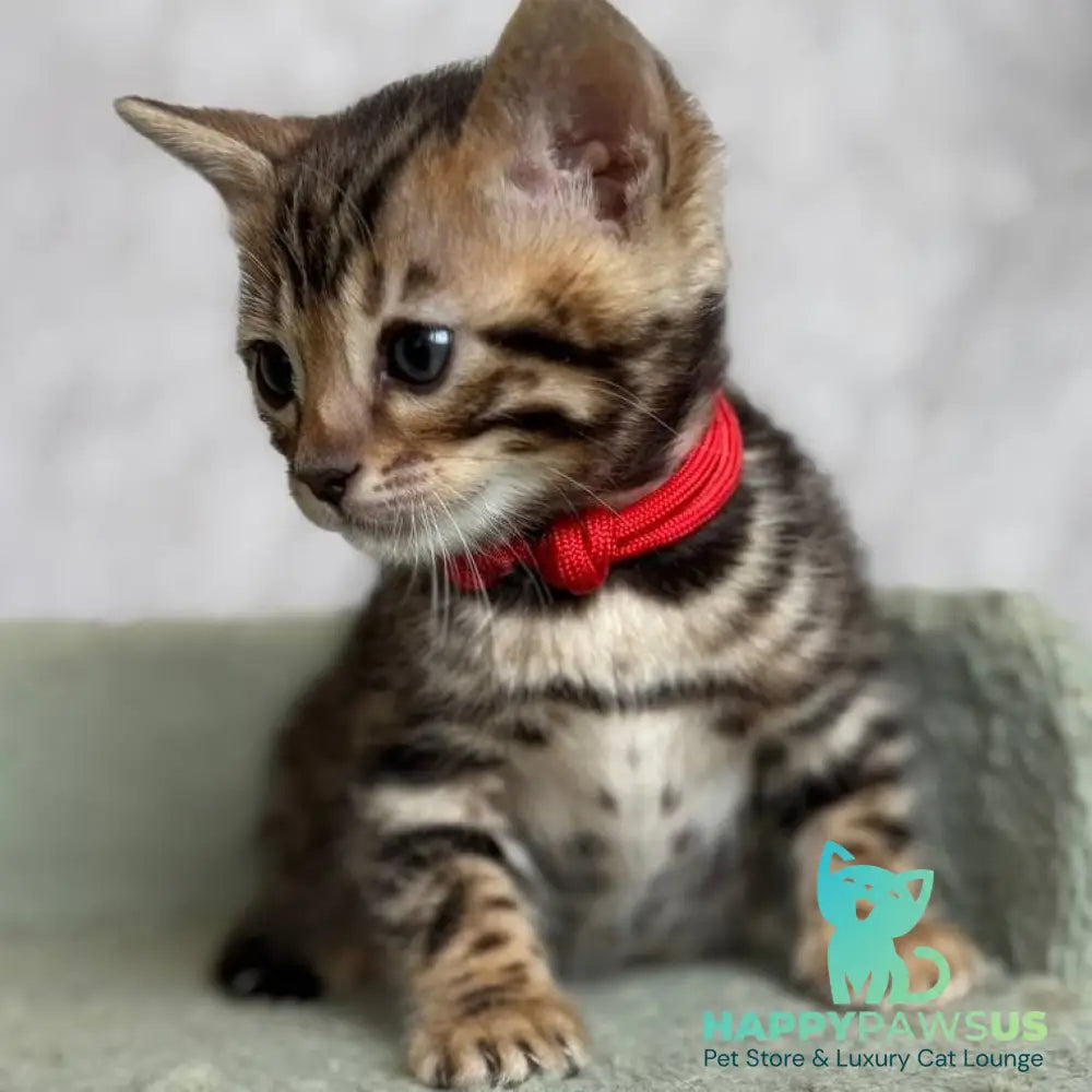 Estella Bengal female black spotted tabby - live animals