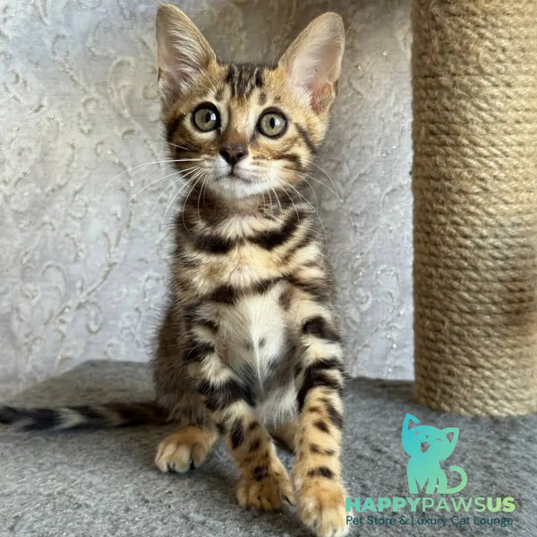 Estella Bengal female black spotted tabby - live animals
