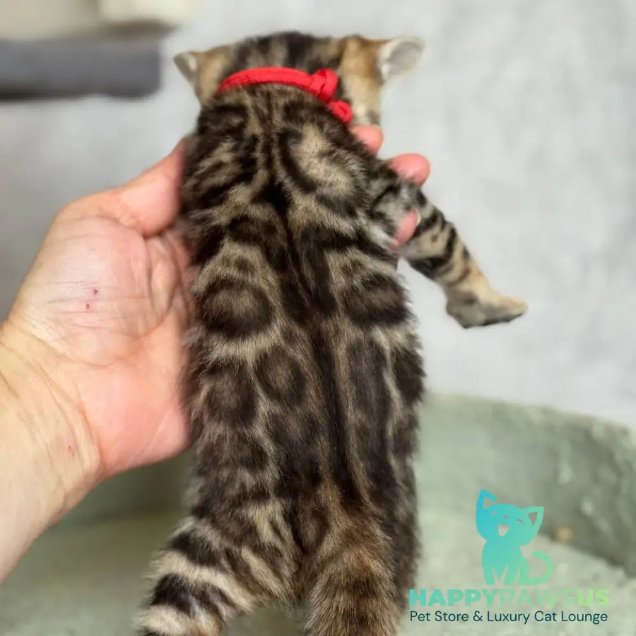Estella Bengal female black spotted tabby - live animals