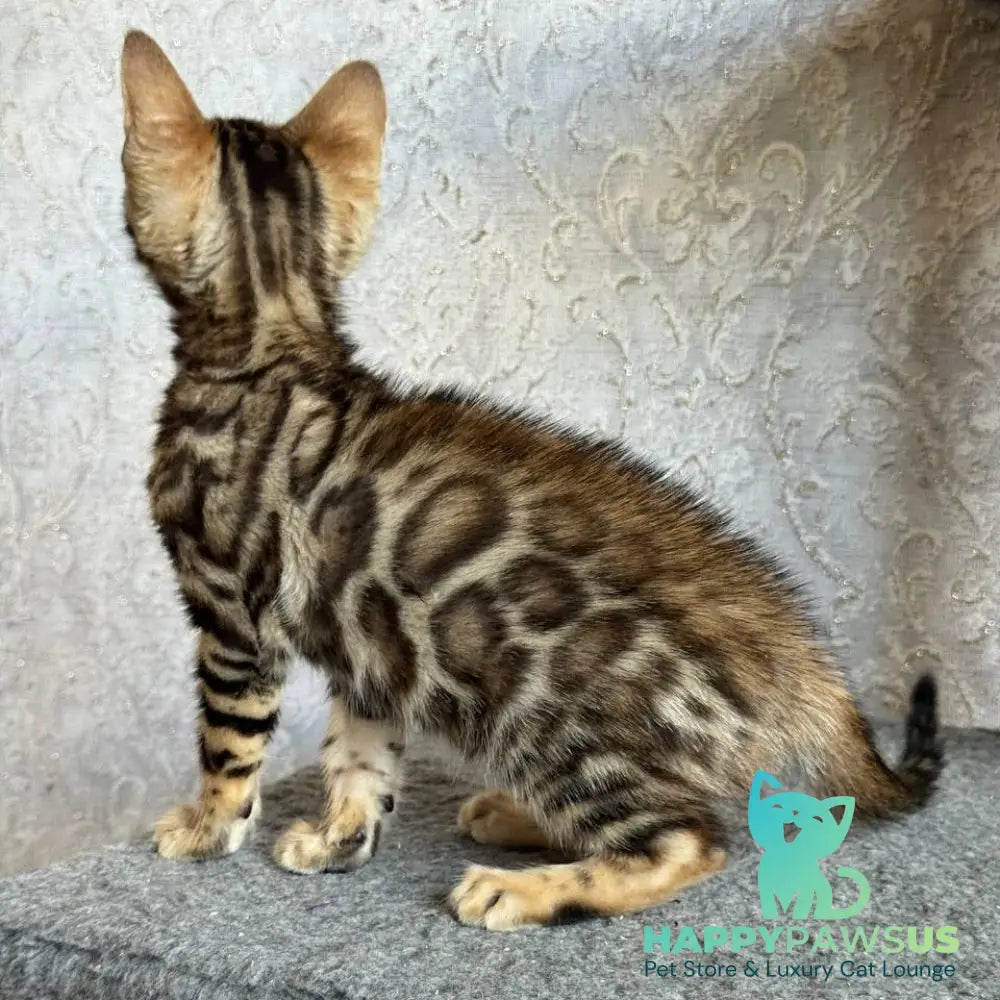 Estella Bengal female black spotted tabby - live animals