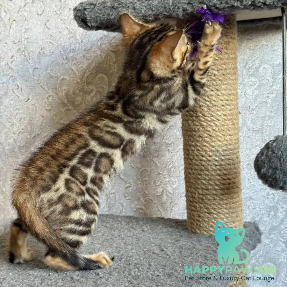 Estella Bengal female black spotted tabby - live animals