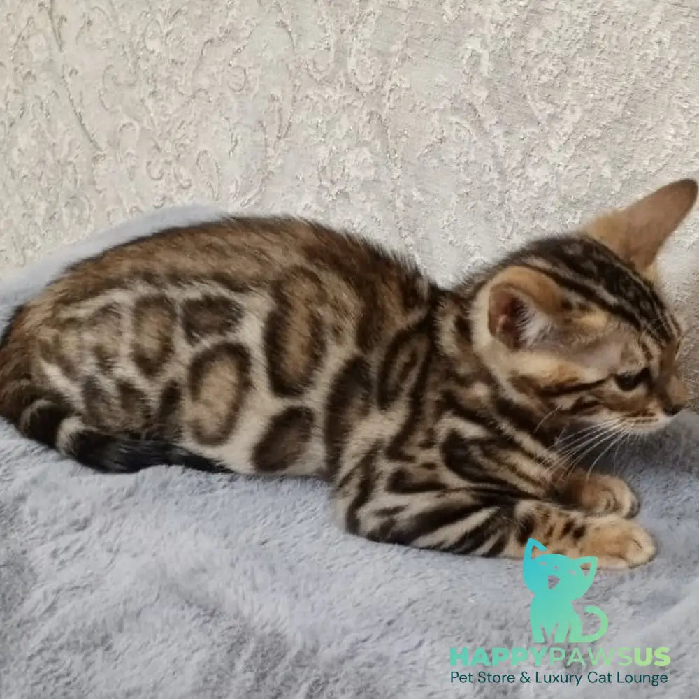 Estella Bengal female black spotted tabby - live animals