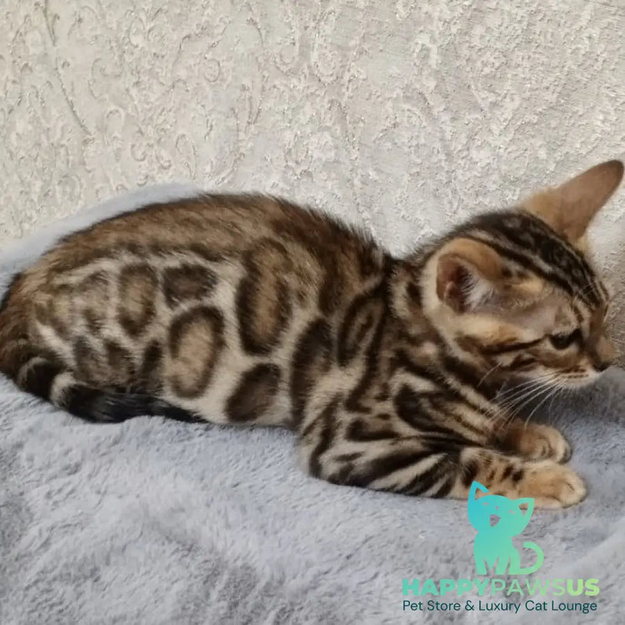 Estella Bengal female black spotted tabby - live animals