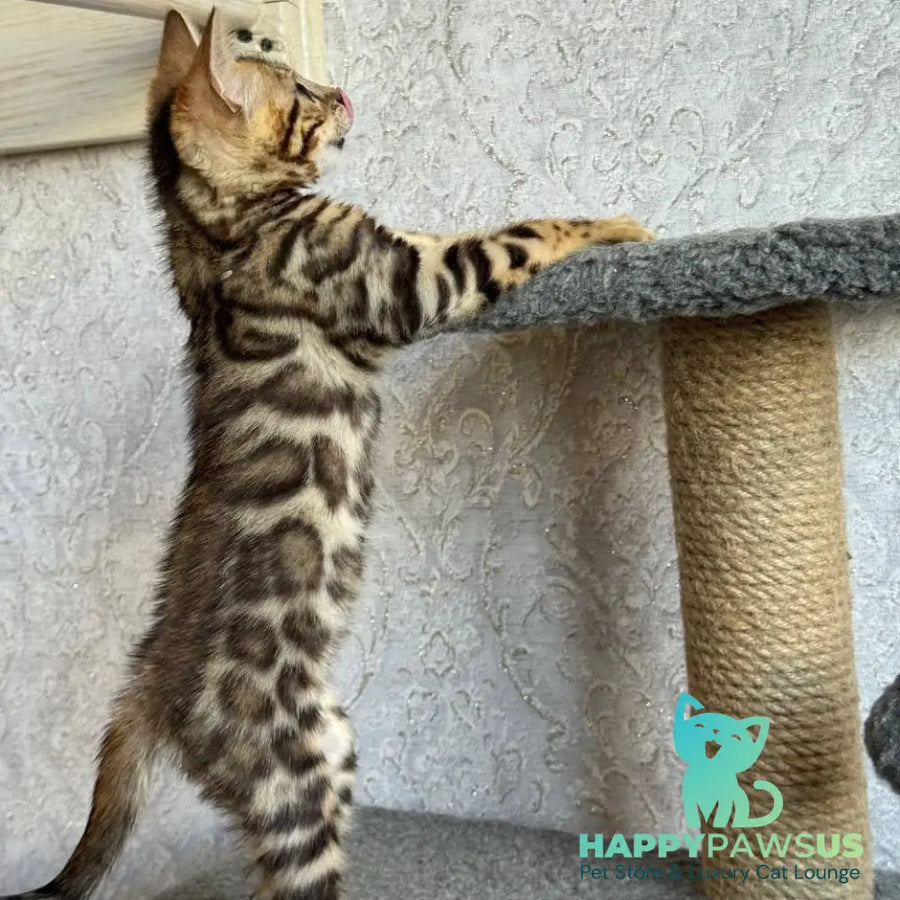 Estella Bengal female black spotted tabby - live animals