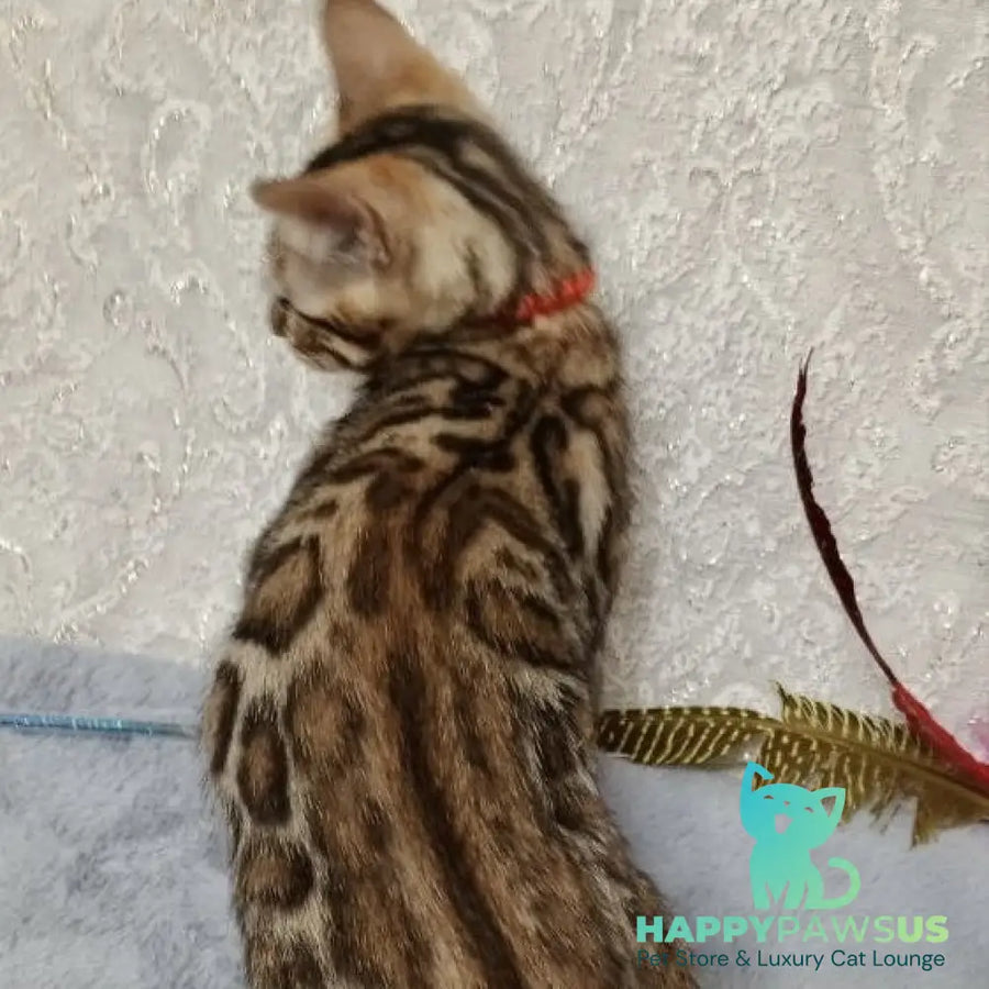 Estella Bengal female black spotted tabby - live animals