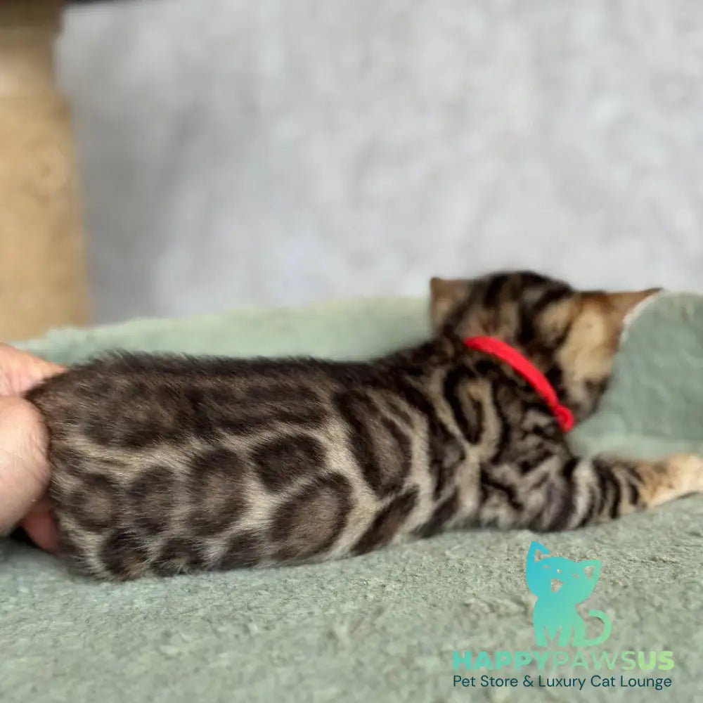 Estella Bengal female black spotted tabby - live animals