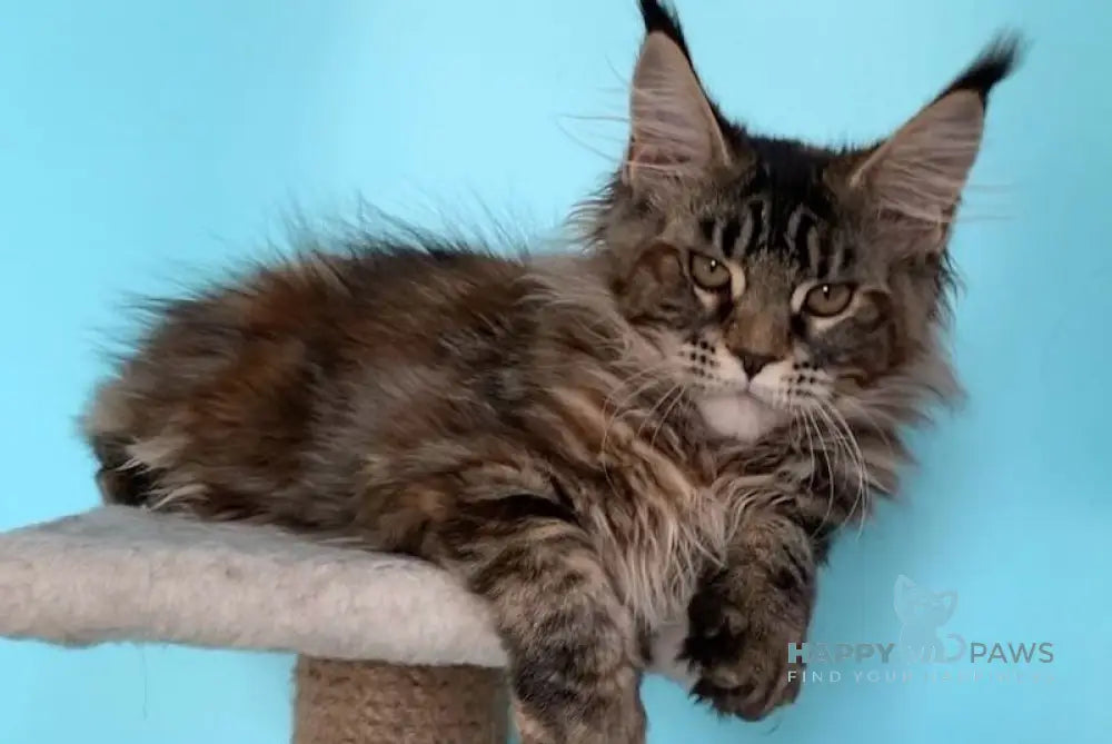 Ester Maine Coon female black tortie tabby live animals