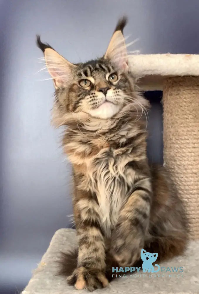 Ester Maine Coon female black tortie tabby live animals