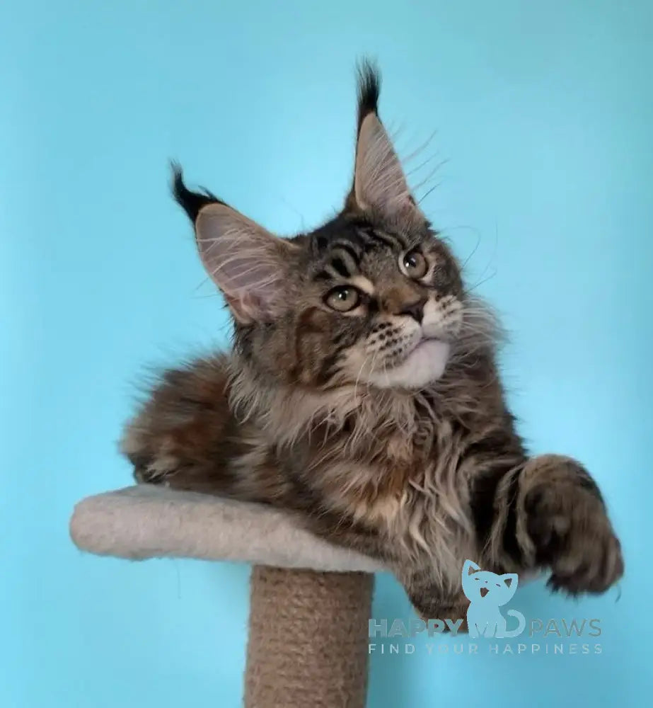 Ester Maine Coon female black tortie tabby live animals