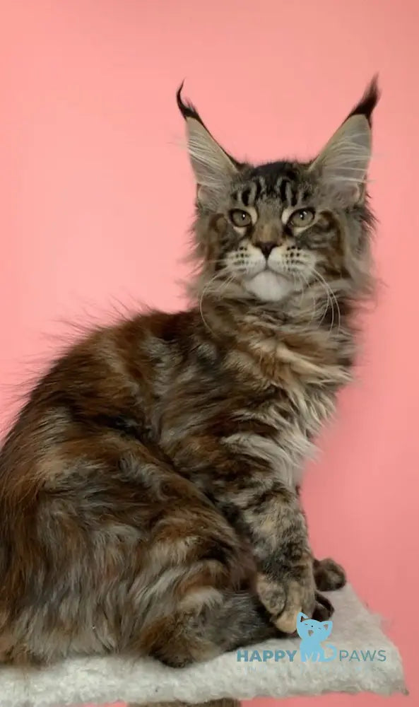 Ester Maine Coon female black tortie tabby live animals