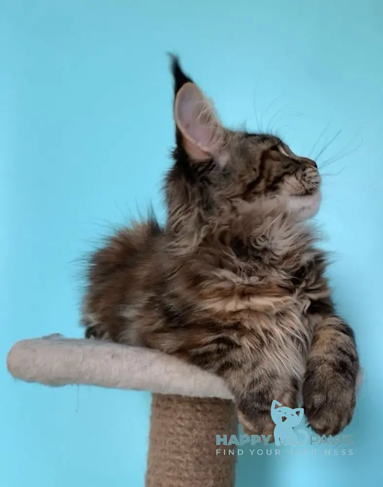 Ester Maine Coon female black tortie tabby live animals