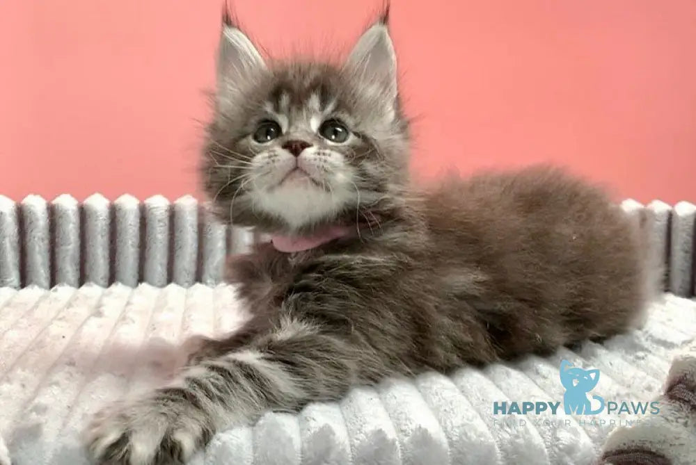 Ester Maine Coon female blue silver tabby live animals