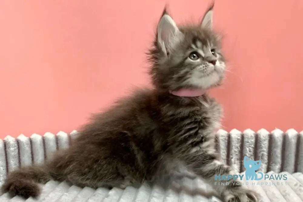 Ester Maine Coon female blue silver tabby live animals
