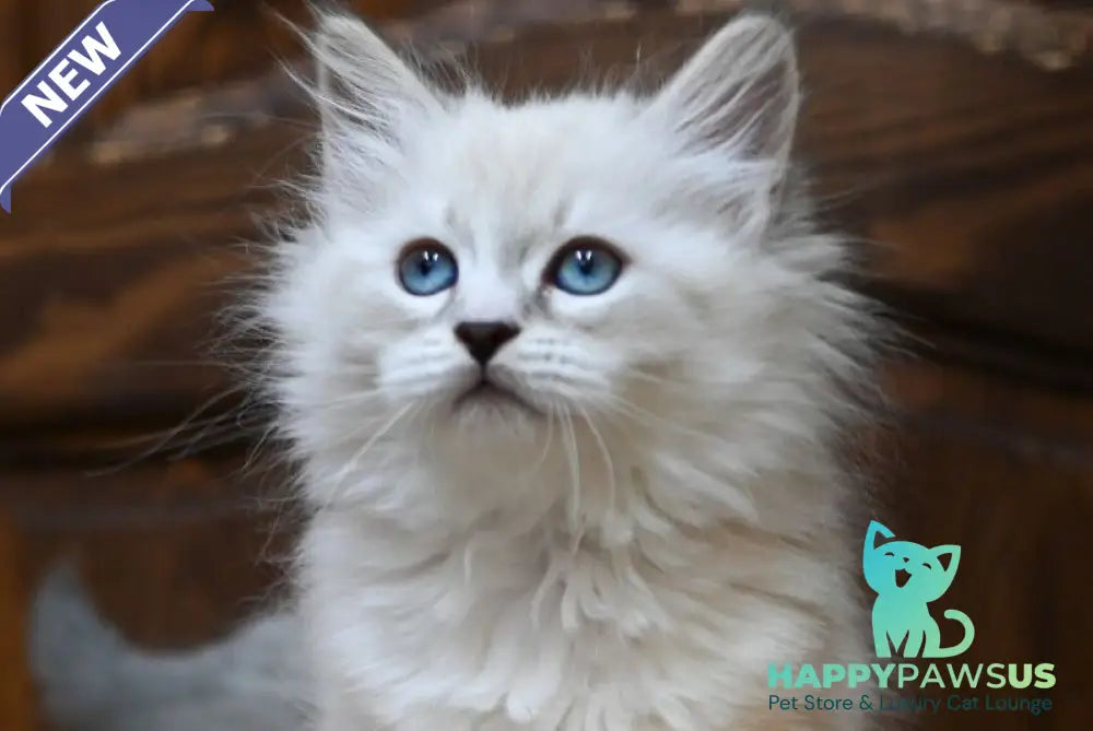 Ester Neva Masquerade female blue tabby pointed bicolour - live animals