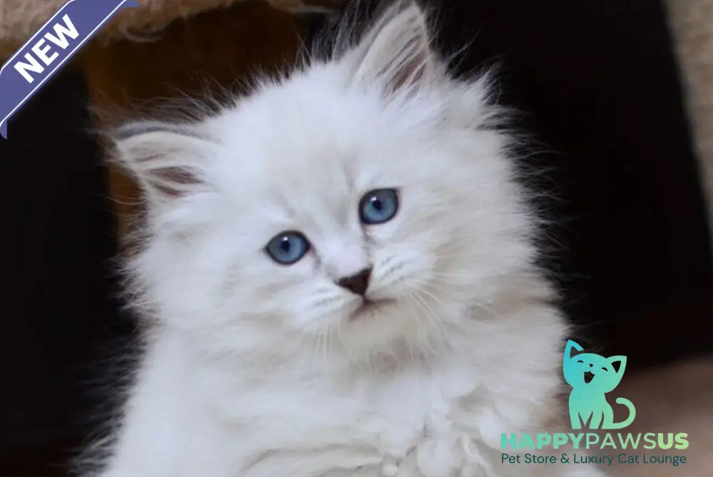 Ester Neva Masquerade female blue tabby pointed bicolour - live animals