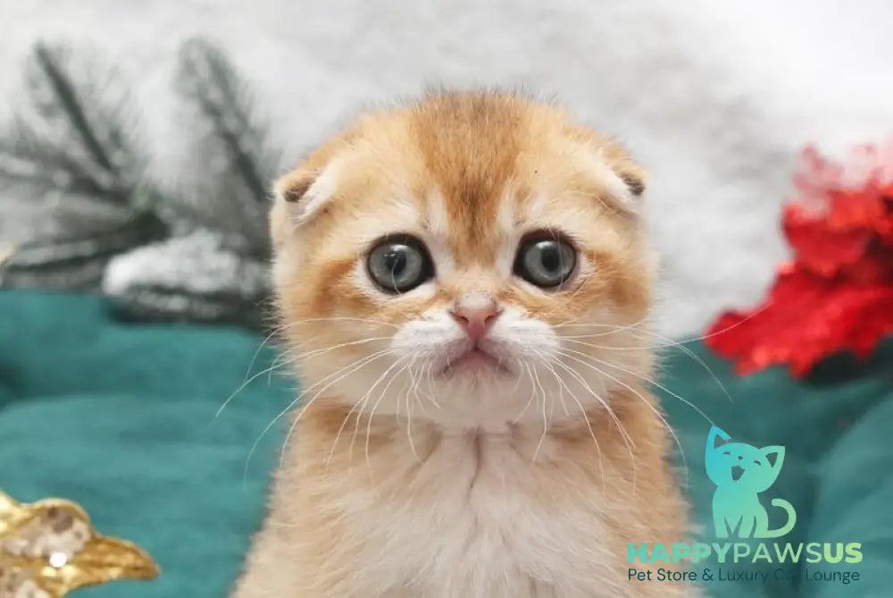 Ester Scottish Fold female black golden shaded live animals
