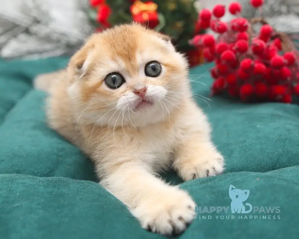 Ester Scottish Fold female black golden shaded live animals