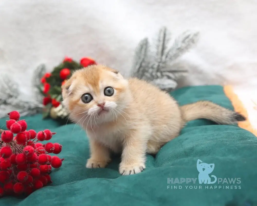 Ester Scottish Fold female black golden shaded live animals