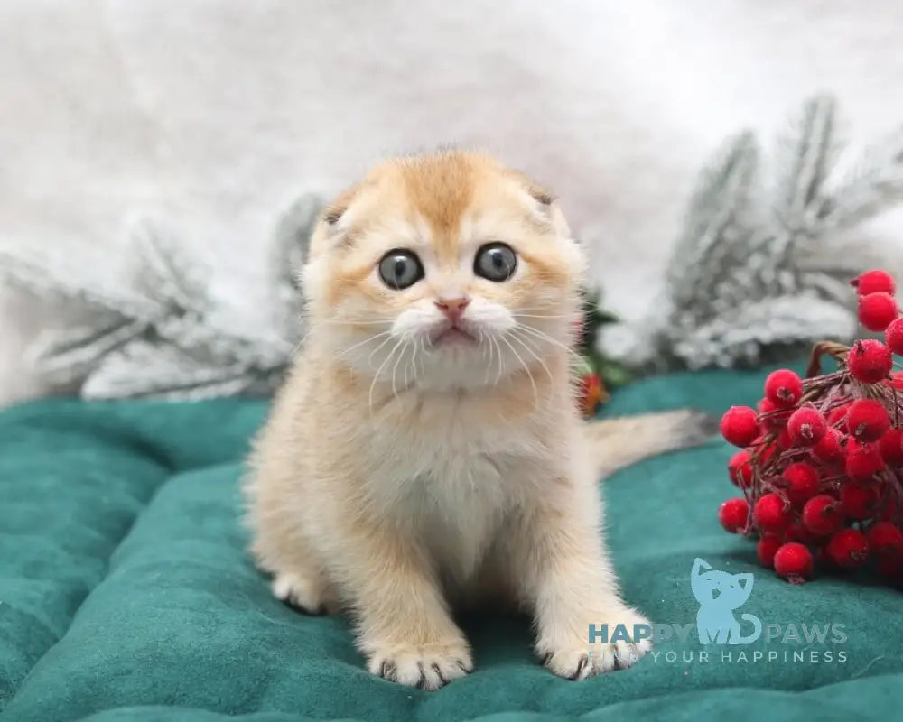 Ester Scottish Fold female black golden shaded live animals