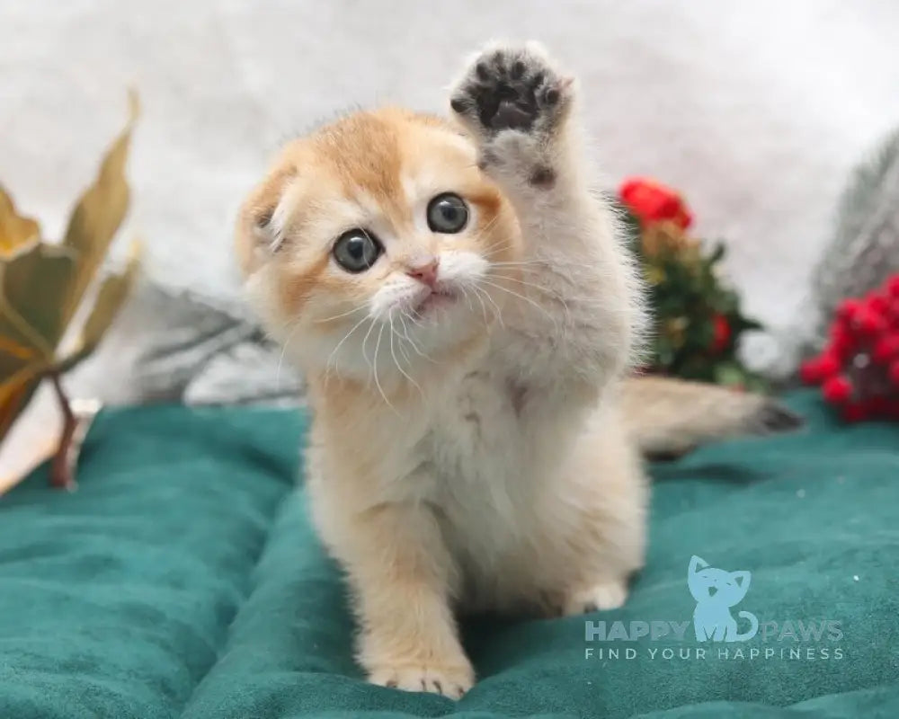 Ester Scottish Fold female black golden shaded live animals