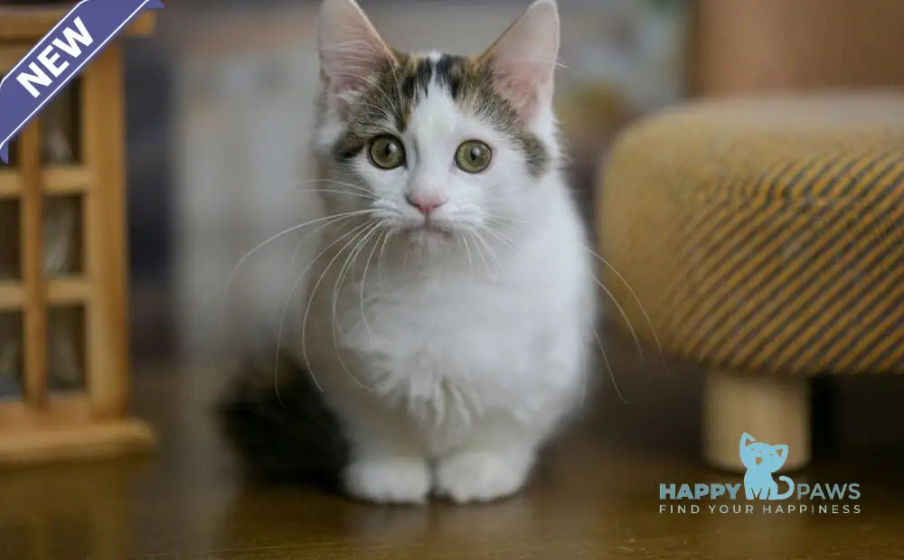 Estrelita Munchkin female black tortie van live animals