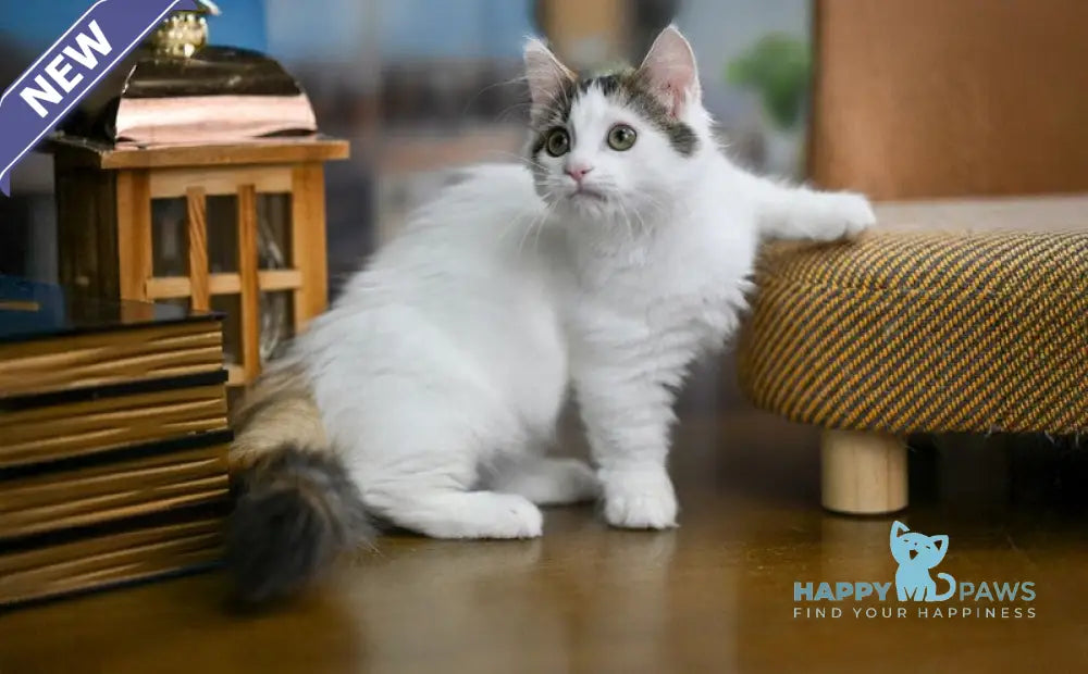 Estrelita Munchkin female black tortie van live animals