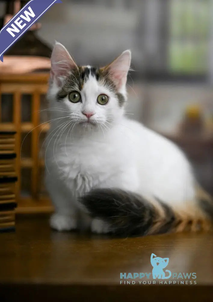 Estrelita Munchkin female black tortie van live animals