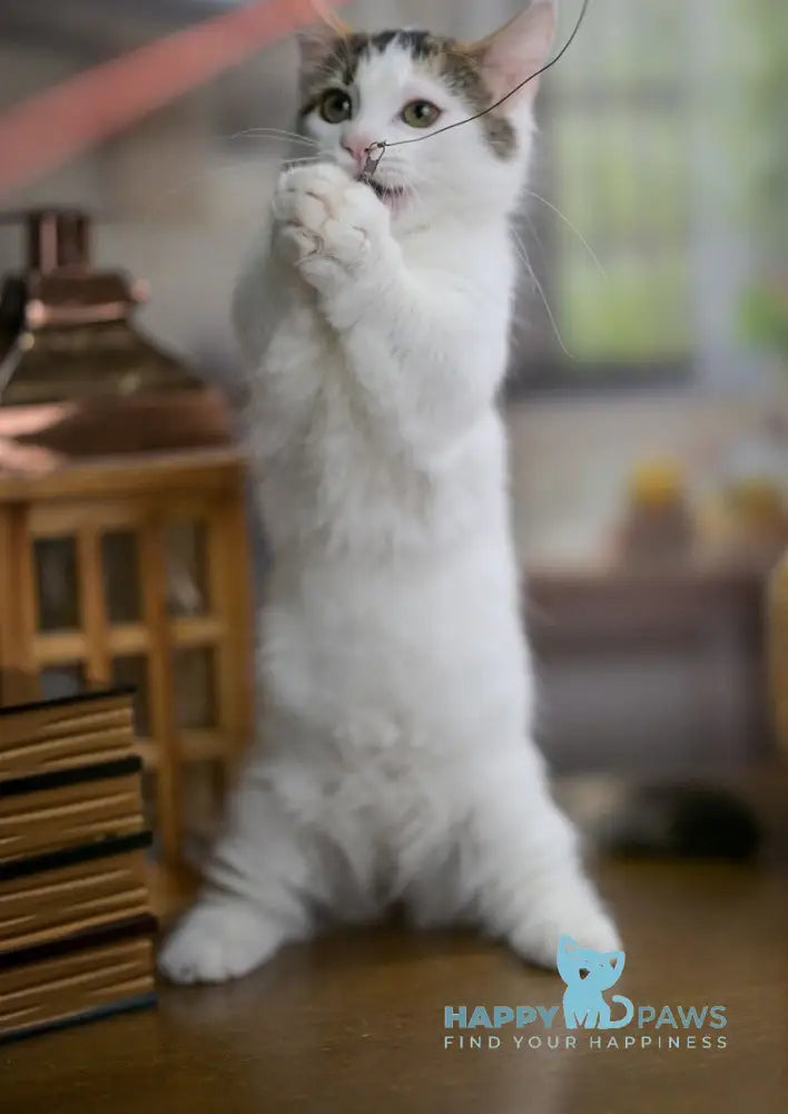 Estrelita Munchkin female black tortie van live animals