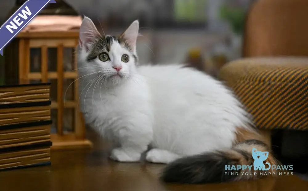 Estrelita Munchkin female black tortie van live animals