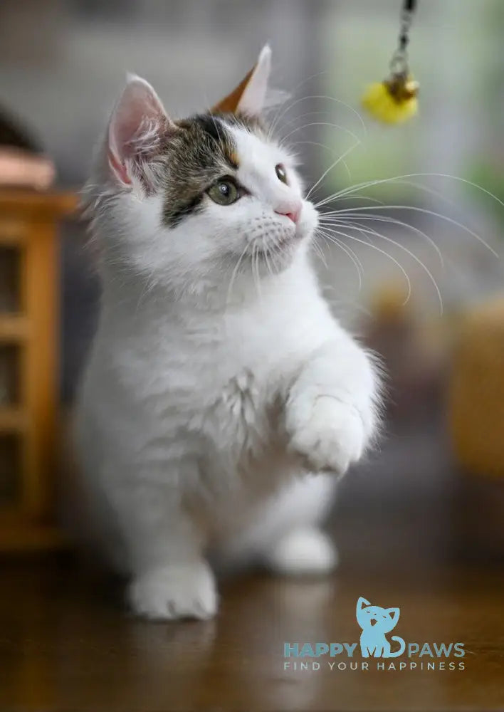 Estrelita Munchkin female black tortie van live animals